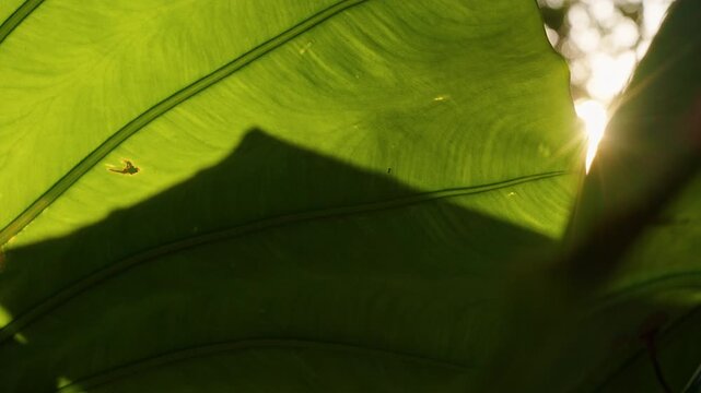 Large Green Tropical Leaves Filter Sunlight in a Garden, Close View Reveals Veins and Soft Shadows, Supporting Nature and Freshness