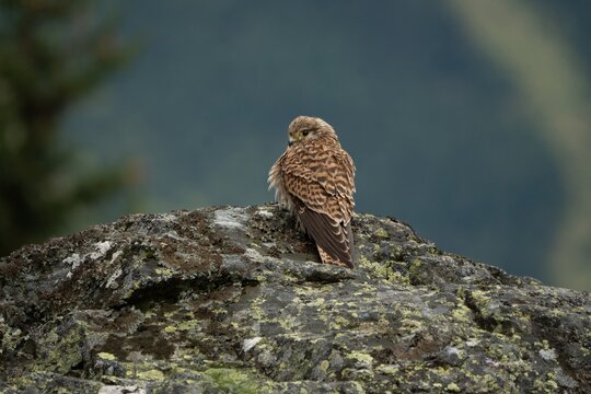 common kestrel (fledgling , Falco tinnunculus)