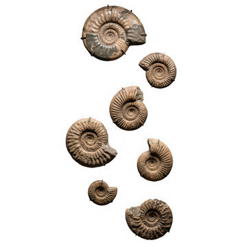 Assorted polished ammonite fossils floating against white background