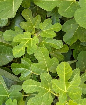 Vista de cerca de un fondo con hojas de color verde de higuera (Ficus carica) en un jard&iacute;n de parque p&uacute;blico 