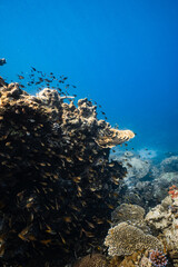 Golden plate coral growing on an underwater rock cliff in blue ocean. © PIPE DIVE UNDERWATER