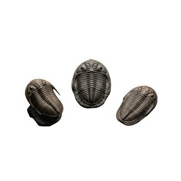 Three detailed trilobite fossils isolated on white background