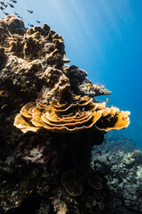 Golden plate coral growing on an underwater rock cliff in blue ocean. © PIPE DIVE UNDERWATER