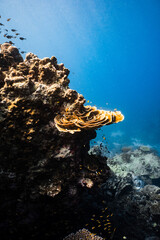 Golden plate coral growing on an underwater rock cliff in blue ocean. © PIPE DIVE UNDERWATER