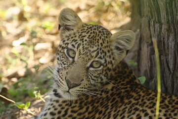Fototapeta premium Leopard (Panthera pardus) looking your way (Okavango Delta, Botswana)