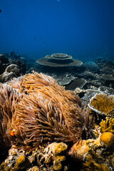 Clownfish hiding in sea anemone tentacles on tropical coral reef underwater. © PIPE DIVE UNDERWATER