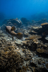 Rear view of giant pufferfish swimming over tropical coral reef underwater. © PIPE DIVE UNDERWATER