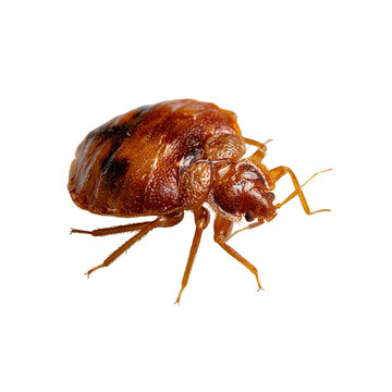 Close view of a single brown bed bug insect on a white surface during daylight hours in a home environment