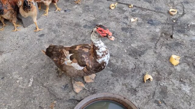 Old Muscovy duck drake with red face and white speckled feathers near chickens on concrete