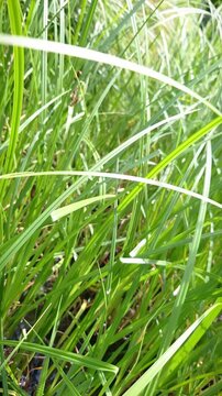 Vibrant long blades of green grass grow densely in a sunny wetland area with water visible at the base. Concept of natural growth, summer ecology, environmental preservation, and tranquility