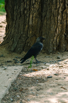 Western Jackdaw Standing on the Ground in the Czech Republic
