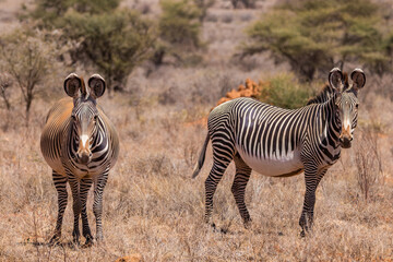 Grevy's Zebra (Equus grevyi) Grazing in Dry Savanna, Samburu, Kenya © Thomas