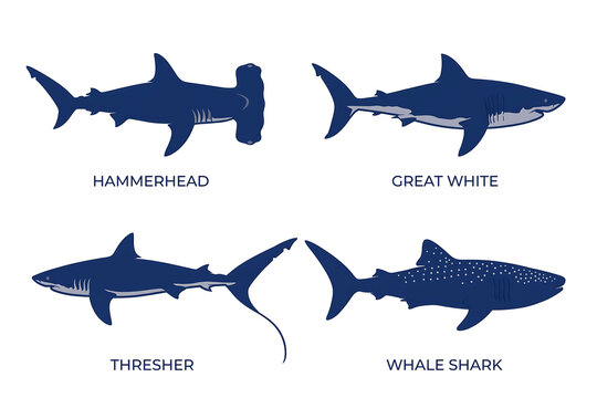 Collection of blue shark silhouettes including hammerhead, great white, thresher, whale