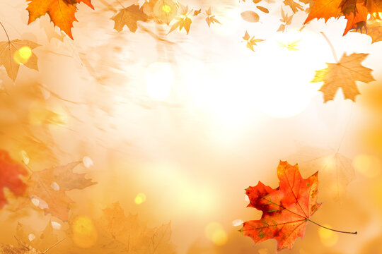 Fall scene in yellow color shades. Autumn background with shadow of maple tree leaves on a wall.