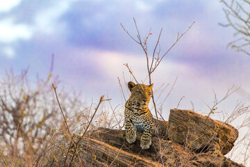 Majestic African Leopard Resting on Rocks in the Savanna © Thomas
