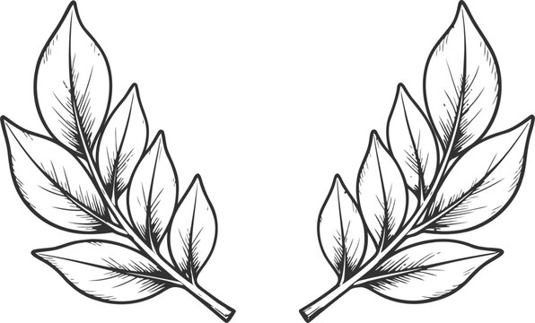 black and white botanical leaf illustrations hand drawn foliage design with detailed natural elements