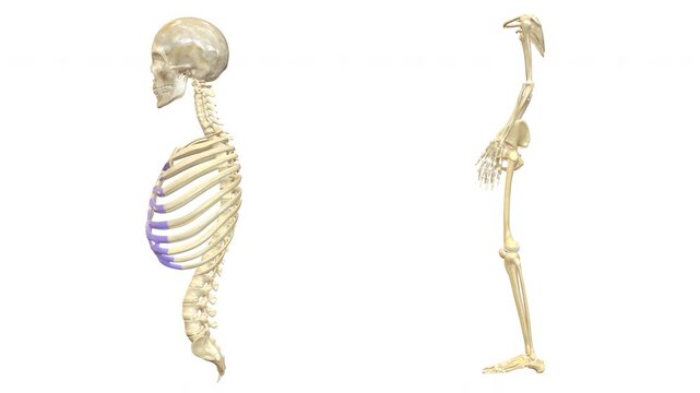 Human Skeleton System Axial and Appendicular Skeleton Anatomy Animation Concept