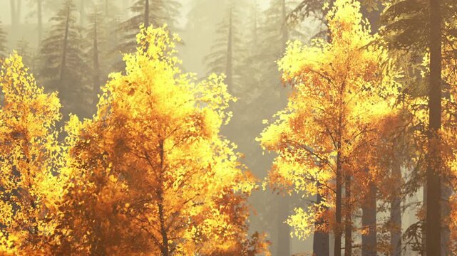 Two trees with yellow leaves stand in a forest. Surrounding trees are green and tall. The sun shines softly through the branches. It is a clear day during the autumn season.