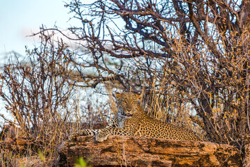 Majestic African Leopard Resting on Rocks in the Savanna © Thomas