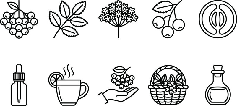 Elderberry Botanical Thin Line Icon Set Featuring Berry Bunches Leaves Flowers Dropper Bottle Tea Cup Hand Basket and Oil Flask Elements