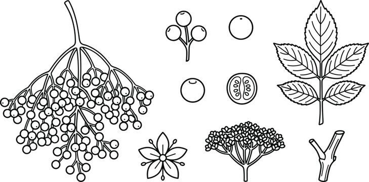 Elderberry Botanical Vector Line Art Illustration Set Featuring Berry Bunch Leaves Cross Section Slice Inflorescence Blossom Flower and Stem Elements