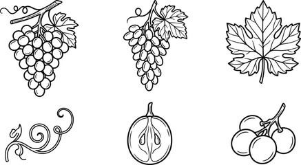 Fototapeta premium Grape Fruit Botanical Vector Set Featuring Hand Drawn Bunches Vine Leaf Curly Tendril Sliced Cross Section and Small Stem Cluster Sketches