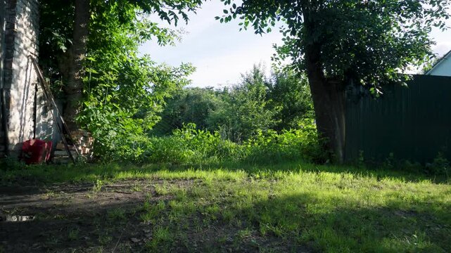 green grass in moderation in spring green bush of decorative flowers
