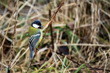 Great tit bird perched on a dry branch in winter or spring nature. Close-up profile view of Parus major with colorful yellow and green plumage against a blurred natural background. © Stanislav