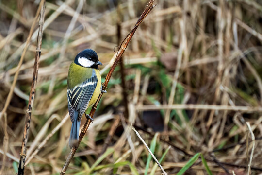 Great tit bird perched on a dry branch in winter or spring nature. Close-up profile view of Parus major with colorful yellow and green plumage against a blurred natural background.
