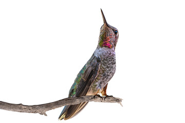 Naklejka premium Anna's Hummingbird (Calypte Anna) Photo, Perched, over a Transparent Background, Showing Her Red Neck Gorget