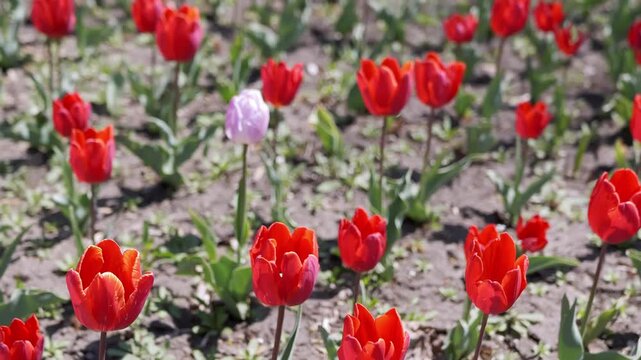 A single pink tulip blooms amidst a large field of vibrant red tulips in an outdoor garden on a sunny day. Concept of individuality, standing out from the crowd, uniqueness, and diversity.