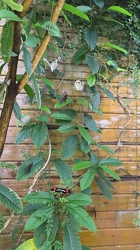 Butterflies on green leaves by a wall. vertical video. slow motion