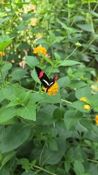 Butterfly on yellow flower, green plants. vertical video. slow motion