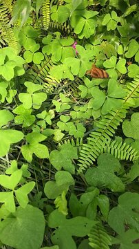 Butterfly rests on green leaves. vertical video. slow motion