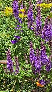 foraging bee interacting with the purple flower spikes of a sage plant Salvia. vertical video. slow motion
