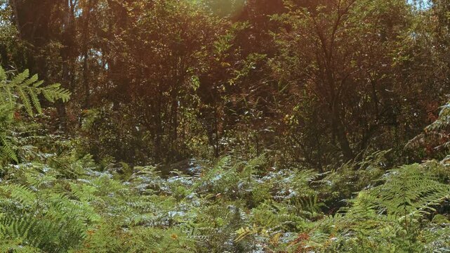 Sunlit Ferns in Autumn Woodland Clear