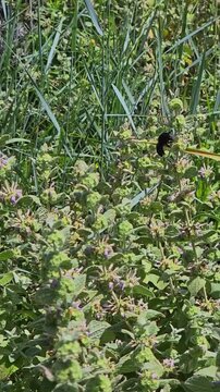 violet carpenter bee rests on horehound or ballota plant. vertical video. slow motion