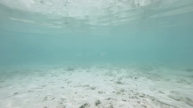 Horizontal underwater scene with multiple fish swimming over mixed rocky sandy seabed, 4K