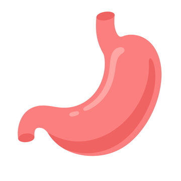 illustration of a healthy human stomach organ vector