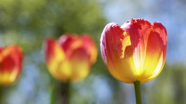 Bright red and yellow fringed tulips bloom in a vibrant sunny spring garden with soft background bokeh. Concept of seasonal growth, floral beauty, gardening season, and new beginnings.
