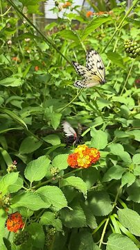 Butterfly explores colorful flowers in a garden. vertical video. slow motion