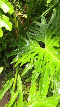 Water drops shimmer on green leaves. vertical video. slow motion