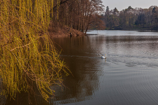 Beautiful scenic view of a forest lake with a willow tree and swimming white swan