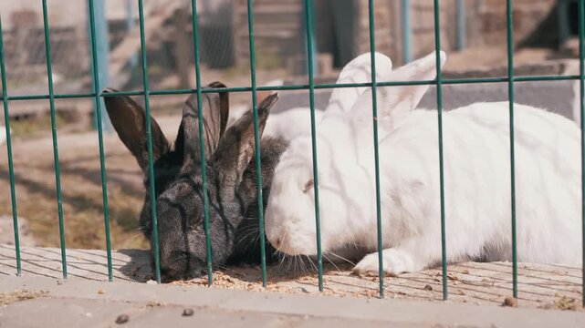 Several domestic rabbits eat grain pellets from the ground behind a green wire fence in a sunny farm enclosure. Concept of animal husbandry, livestock farming, small mammals, and rural life.