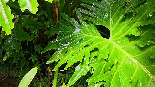 Rain drops rest on a large leaf in a garden. slow motion