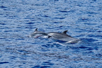 Fototapeta premium Rough-toothed dolphins (Steno bredanensis) swimming at Saint Helena in the South Atlantic Ocean
