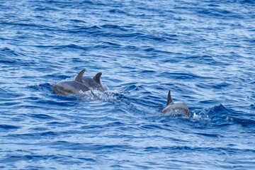 Fototapeta premium Rough-toothed dolphins (Steno bredanensis) swimming at Saint Helena in the South Atlantic Ocean