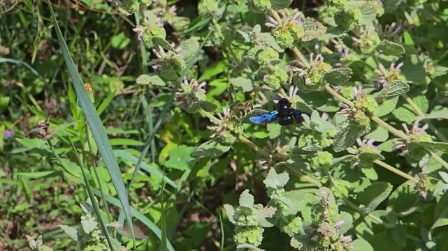 carpenter bee collects pollen from flowers. slow motion