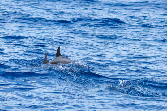 Rough-toothed dolphins (Steno bredanensis) swimming at Saint Helena in the South Atlantic Ocean