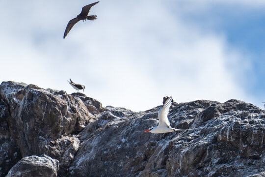 White-tailed tropicbird (Phaethon lepturus) in flight above a rocky islet off of Saint Helena in the South Atlantic Ocean